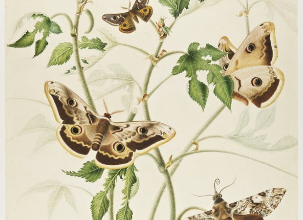 Hermanus de Wit - Vlinders en een plant