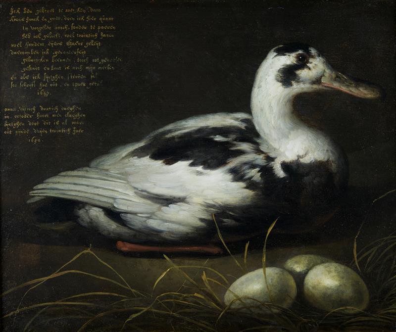 Aelbert Cuyp - Portret van de eend Sijctghen - 1647 - 1650